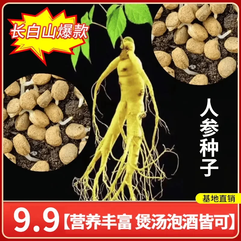 人参种子春秋长白山花旗参白参种四季阳台花卉植物种植耐热夏季