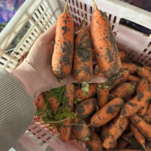 现挖现发新鲜带泥胡萝卜农家自种脆甜可口