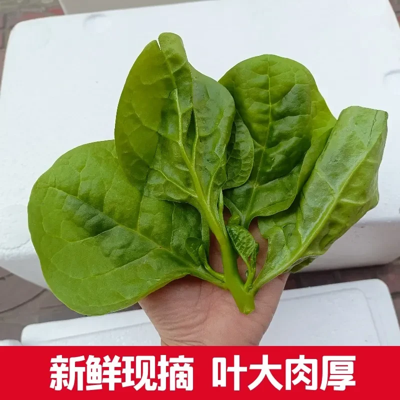木耳菜新鲜现摘软浆叶豆腐菜四川特产大叶木耳时令菜