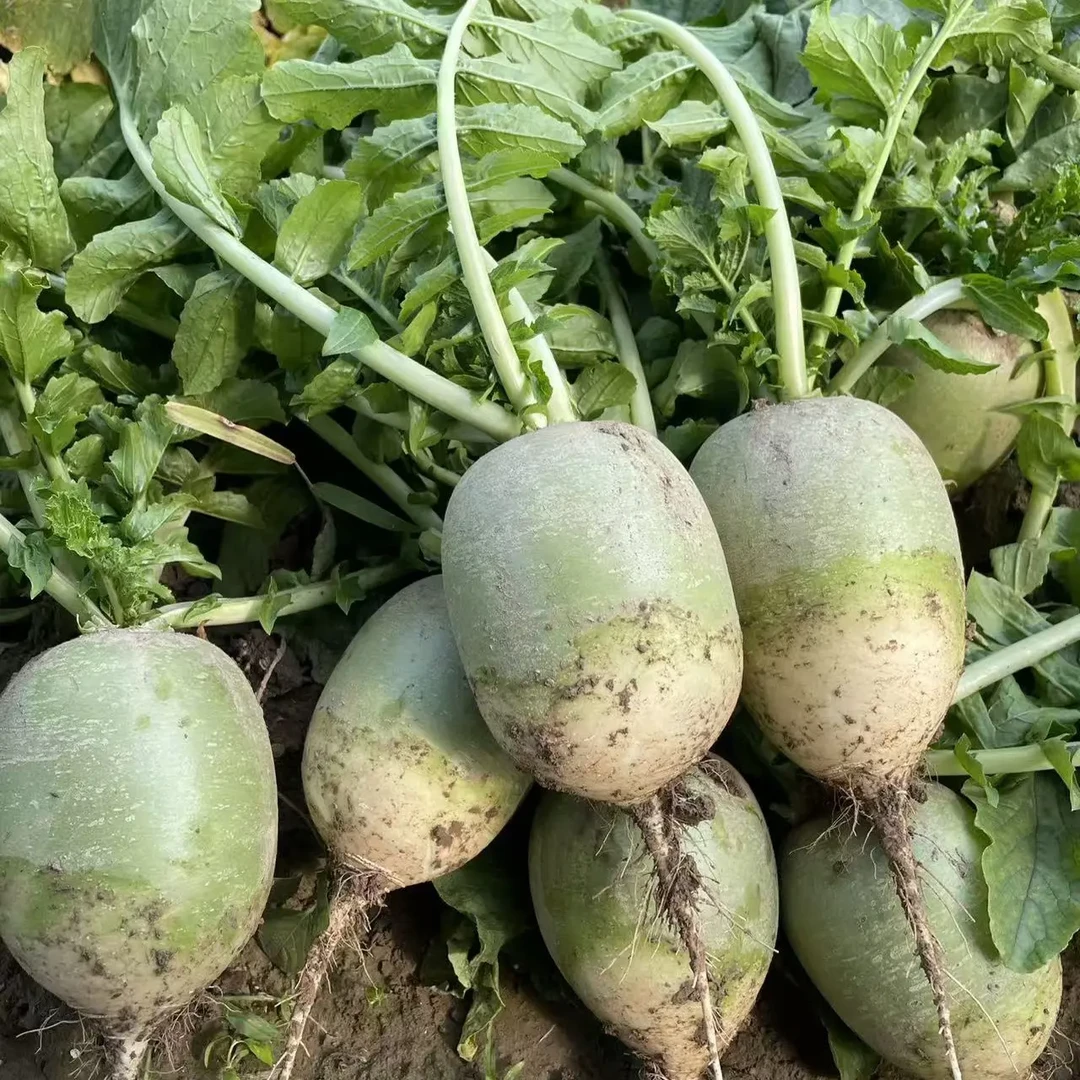 新鲜现挖青萝卜农家自种当季应季蔬菜