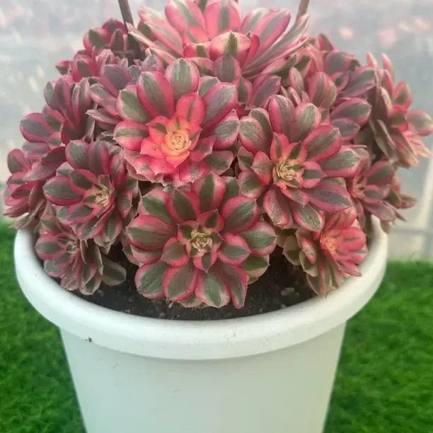 倾城法师锦多肉老桩盆绿植花卉好养适合阳台庭院