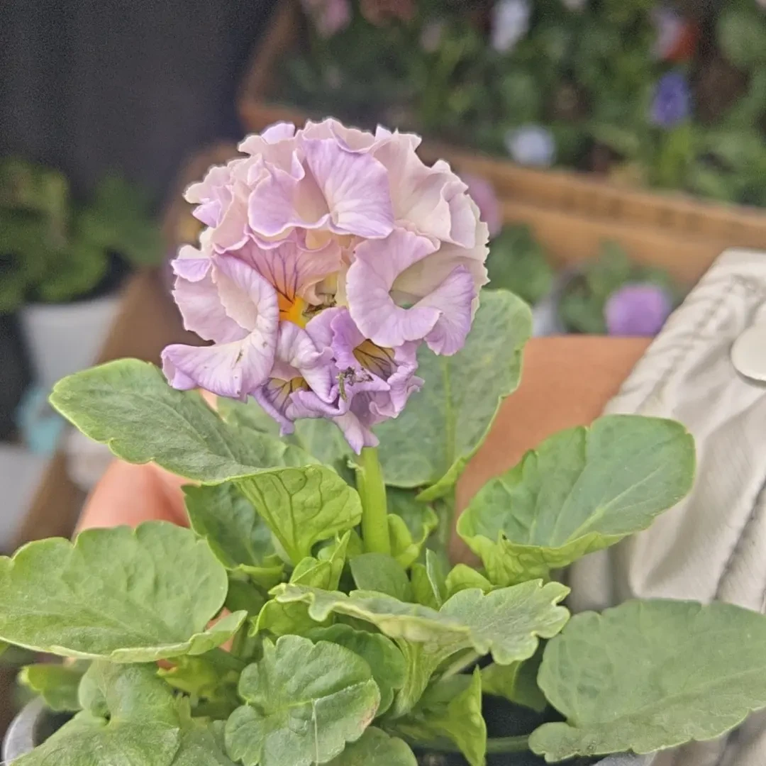 德古拉礼服花后苗4盆