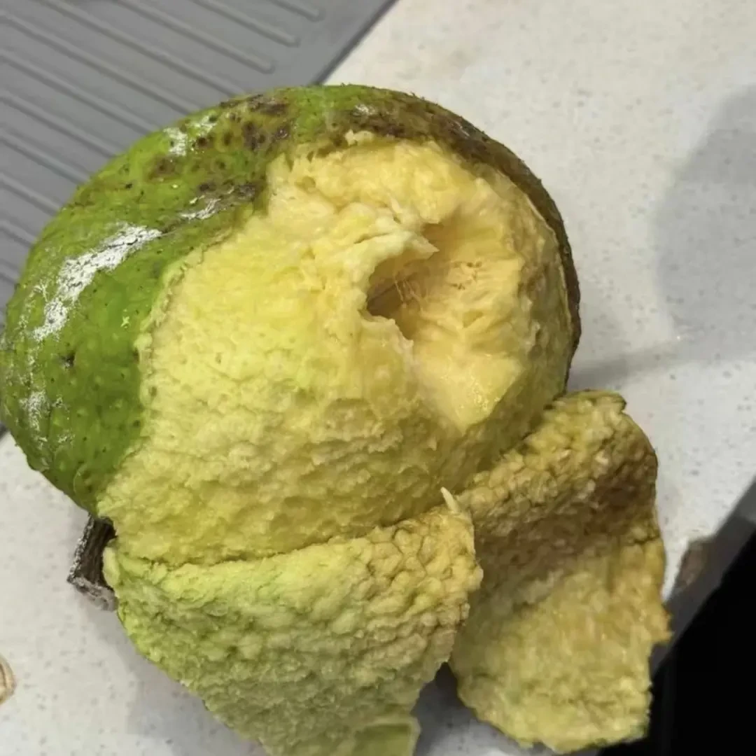 顺丰包邮果园种植的面包果,现摘现卖!果重1.3-1.8斤随机发货爆款