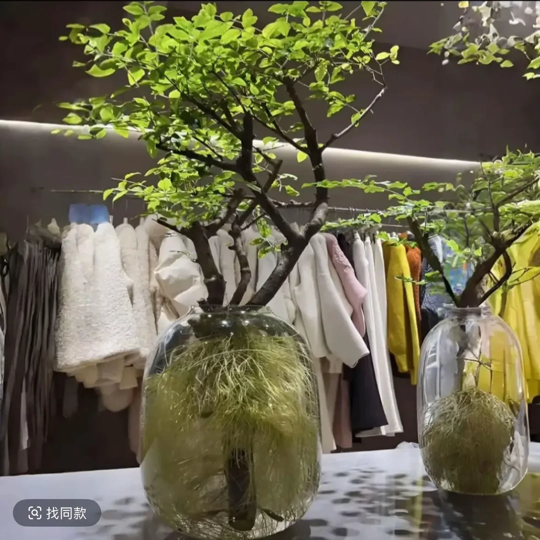 【一物一拍】丁香木小叶女贞水培发根植物室内绿植好养易活茶室客厅