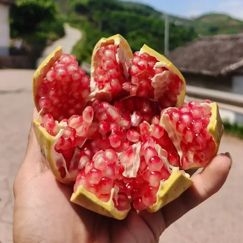 四川会理突尼斯软籽石榴会理石榴新鲜应季水果