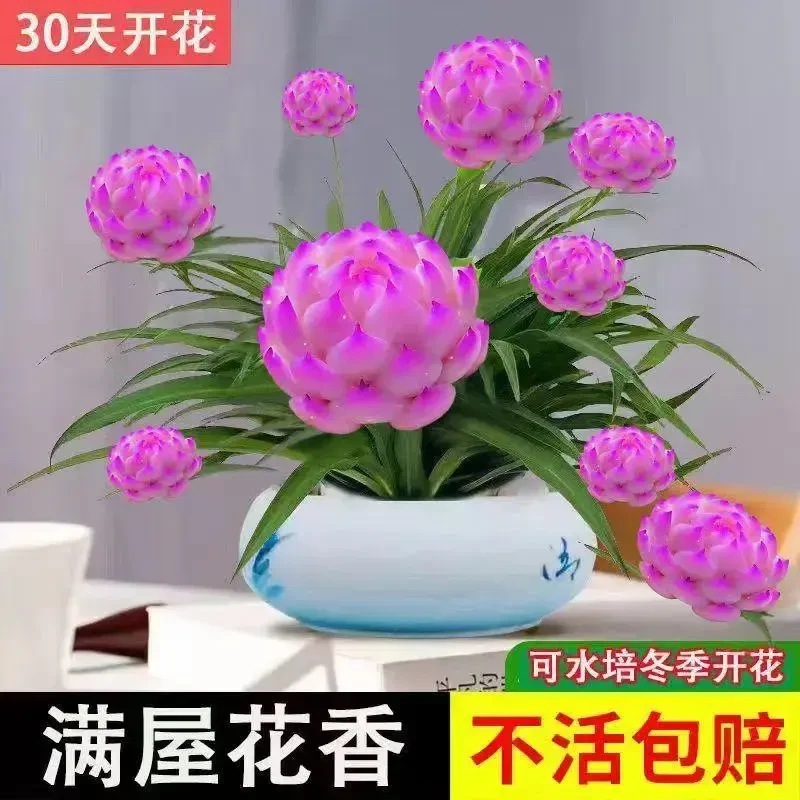 【超便宜】浓香型月光兰盆栽绿植花卉大全水培冬季四季开花水土好活