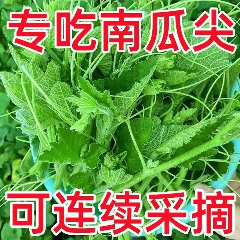 【南瓜尖种子】专吃南瓜藤春秋季播种南瓜藤茎嫩叶瓜果菜园蔬菜种子