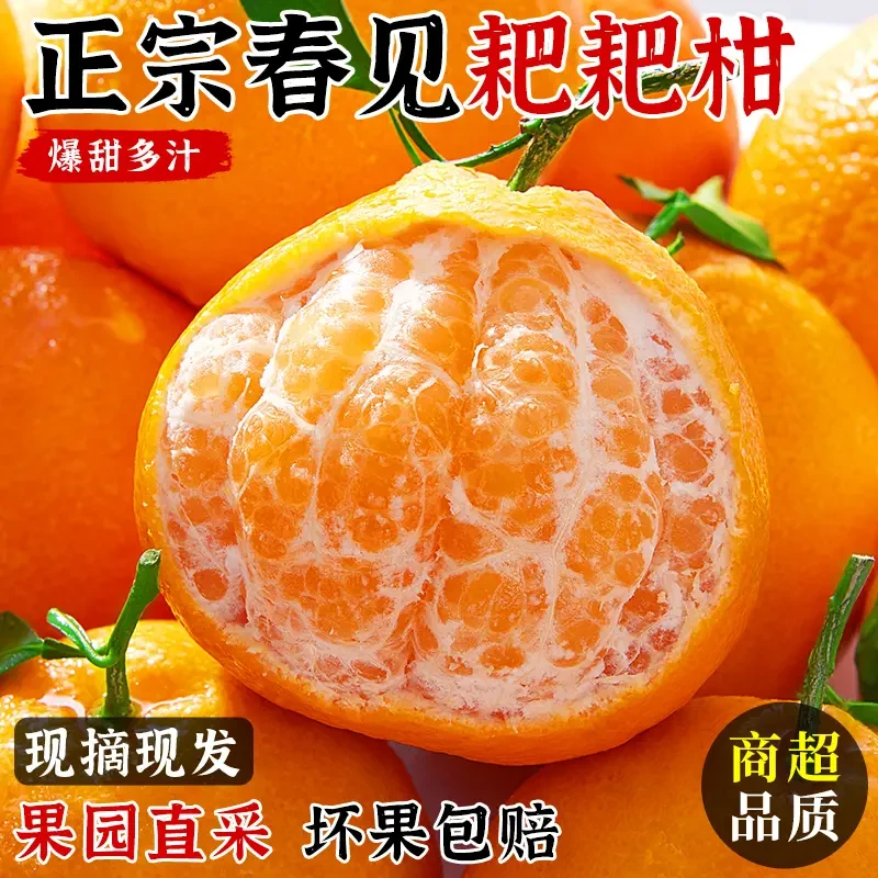 正宗春见耙耙柑产地直发新鲜多汁当季上市水果m66