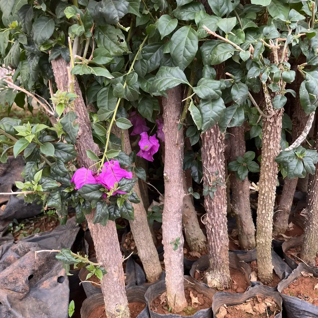 多样生长形态色彩丰富的三角梅盆栽套装