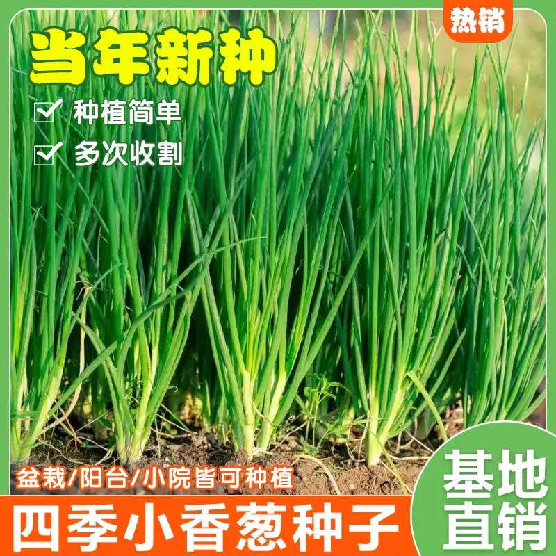 四季小香葱种子籽葱头春季葱种阳台盆栽小葱种植分葱蔬菜种籽孑子