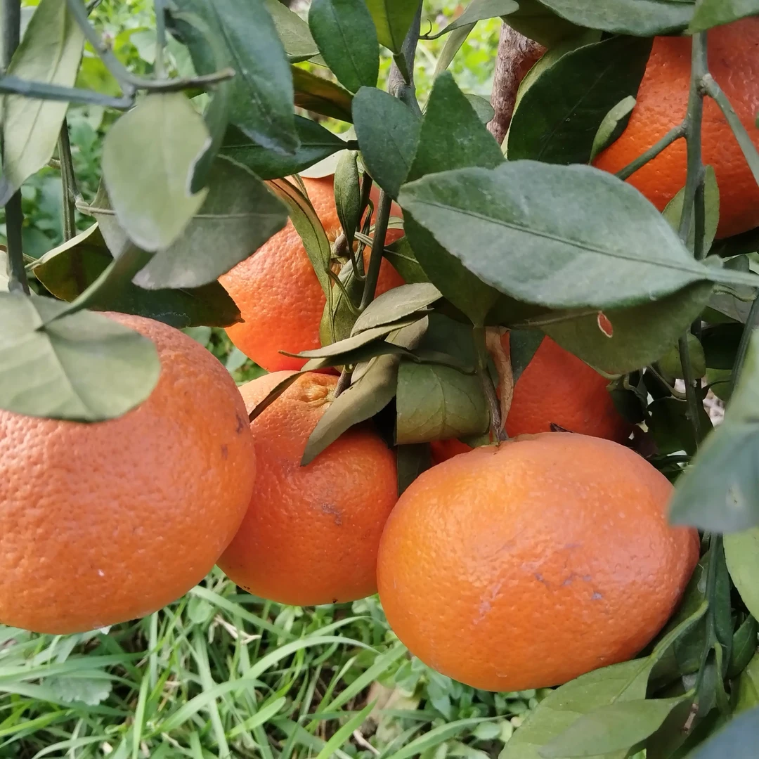 嘉陵江边大山里的柑橘皇后甘平，皮薄汁多，果香四溢，脆脆甜甜
