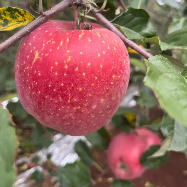 云南昭通丑苹果早熟红富士现摘现发脆甜多汁新鲜水果