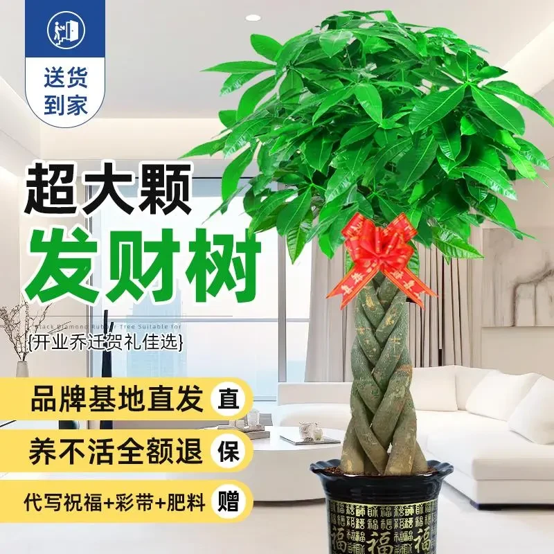 五辫发财树客厅绿植大盆栽开业乔迁送货上门2024新款礼品植物五福