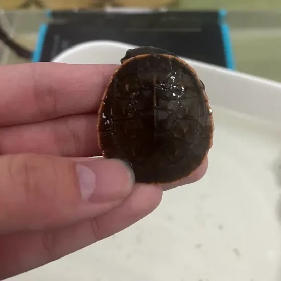 圆澳侧颈龟活泼好动互动好深水龟