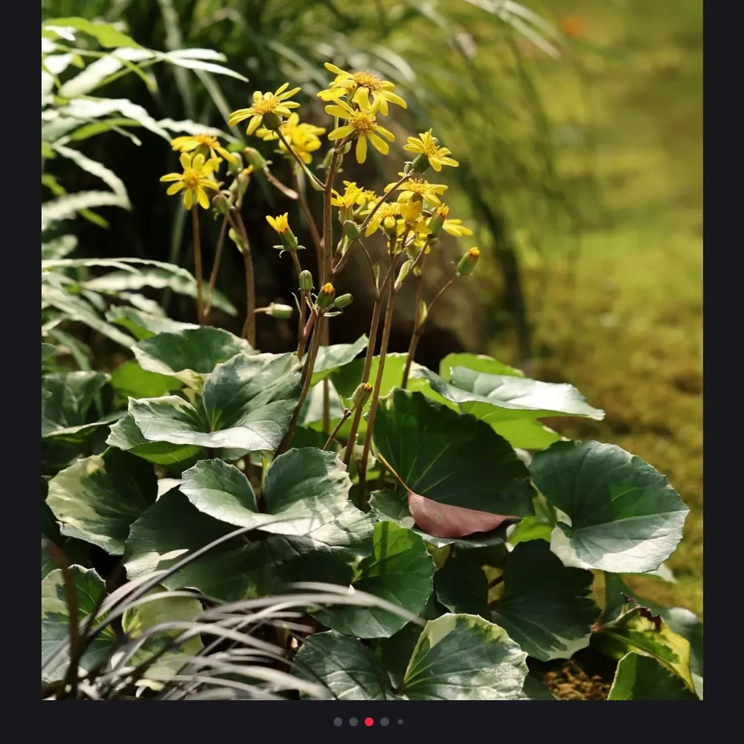 大叶无风草耐寒耐热多年生