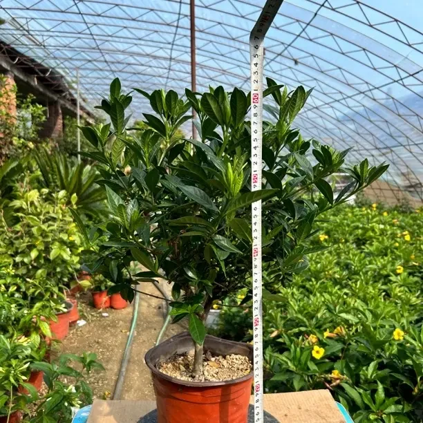 栀子花北方风化砂独杆小叶栀子不砍根回家不用洗根