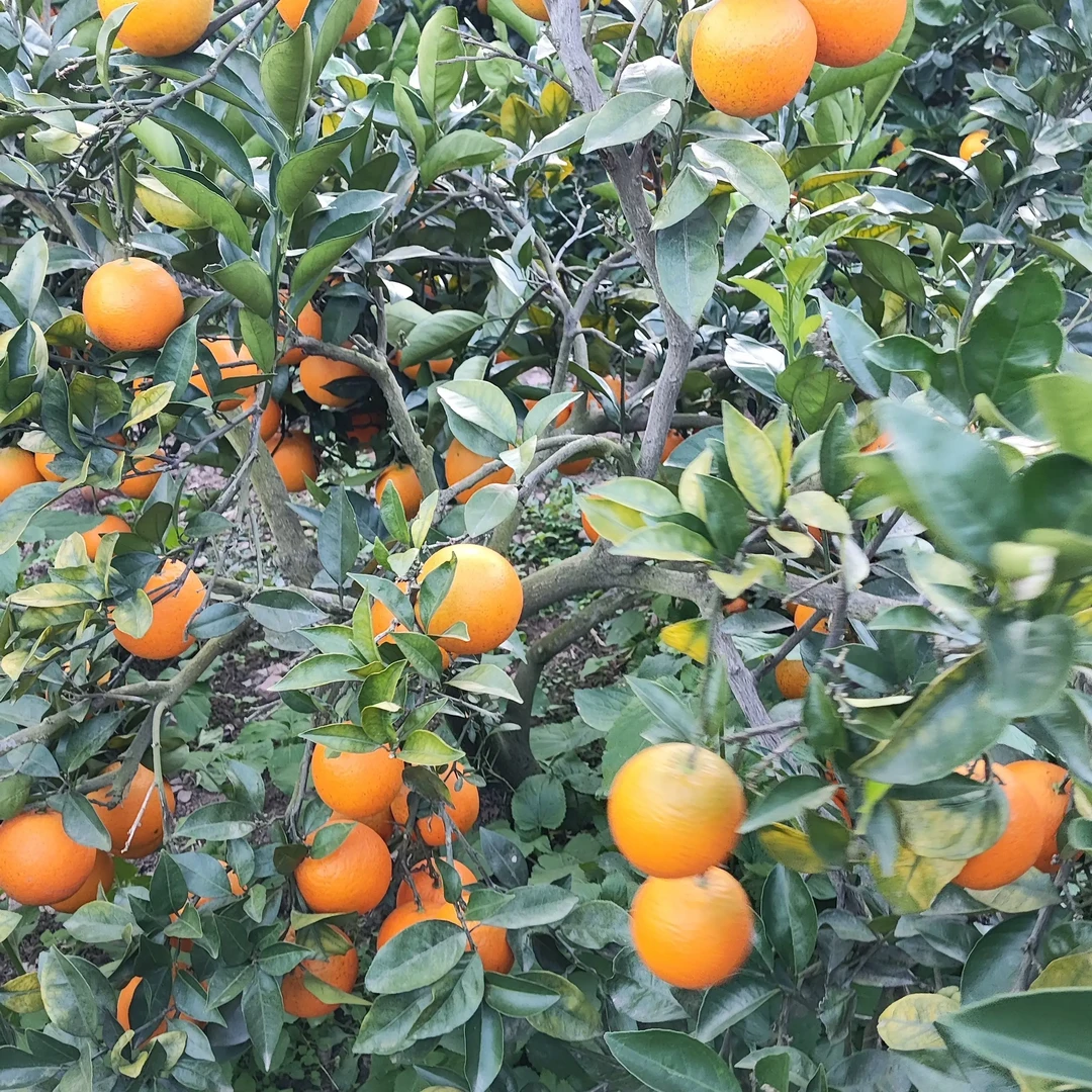 湖南永州宁远当季脐橙新鲜水果产地直发手剥清甜多汁皮薄肉厚包邮