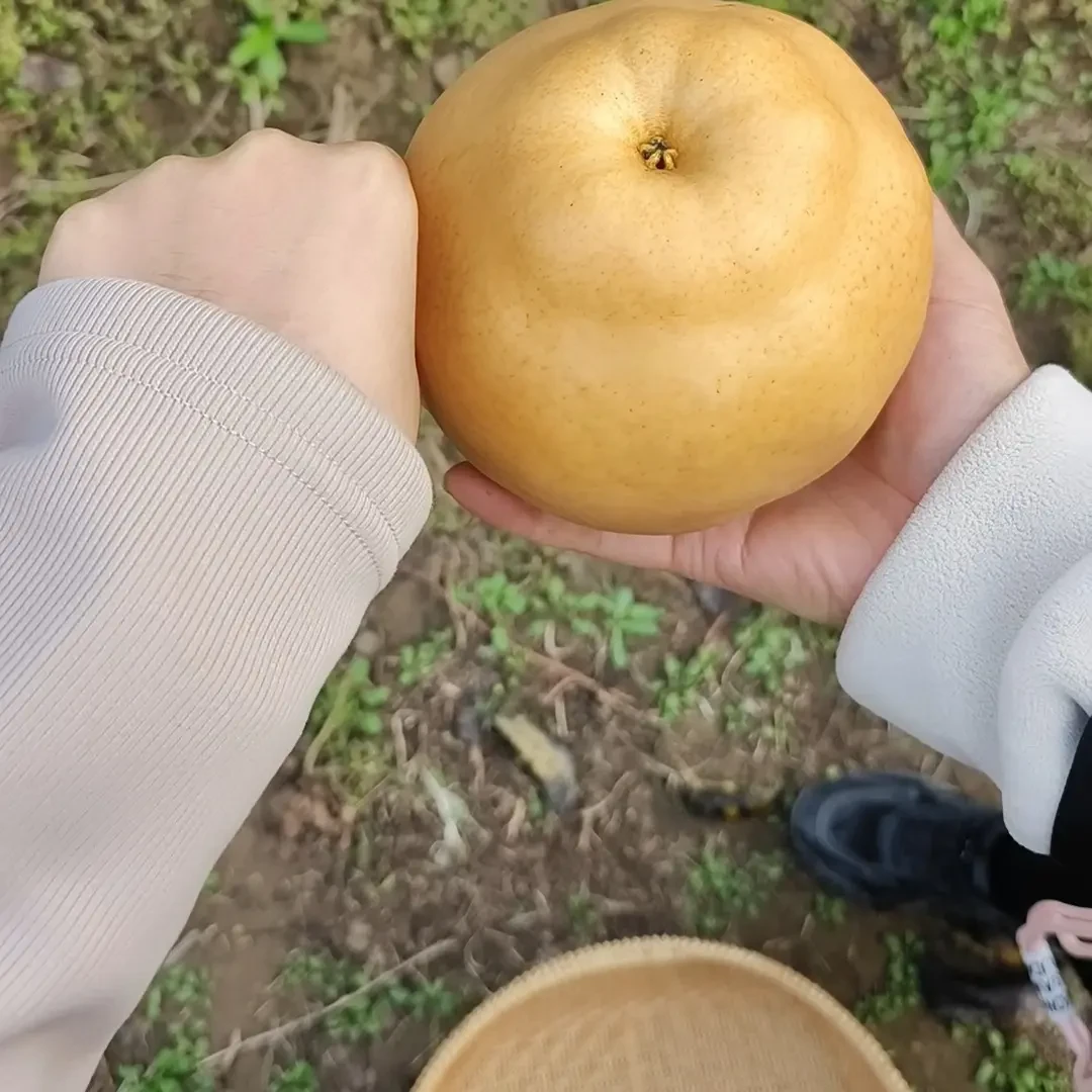 滏阳河水晚秋梨当季水果现摘皮薄脆甜多汁