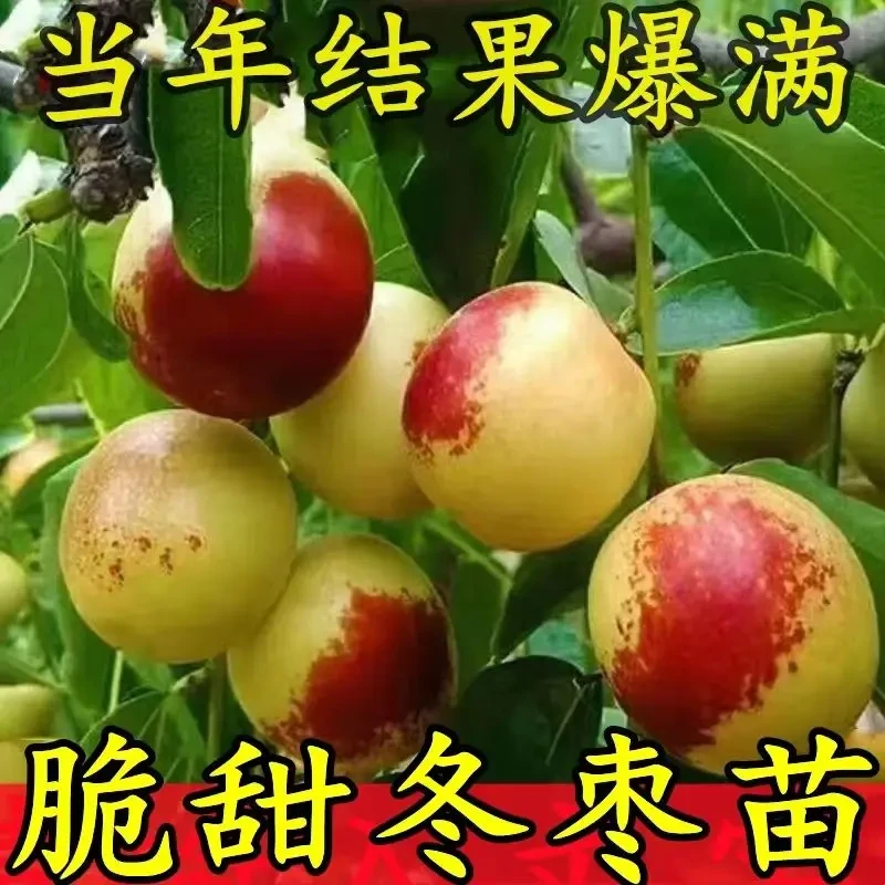 枣树苗特大沾化冬枣树苗矮化盆栽庭院地栽南北方种植当年结果树苗