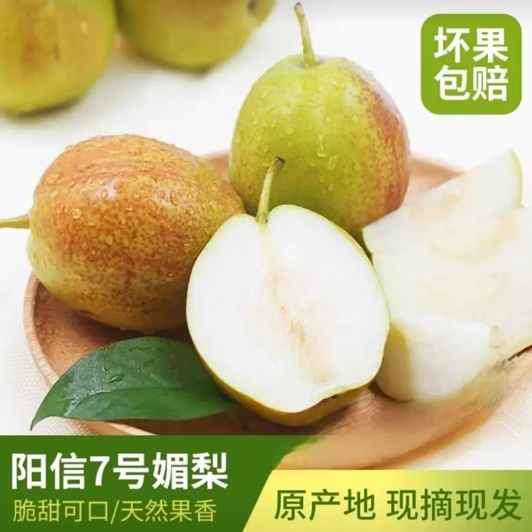 山东阳信媚梨7号新鲜当季香甜多汁不酸皮薄4.5斤7-11个果