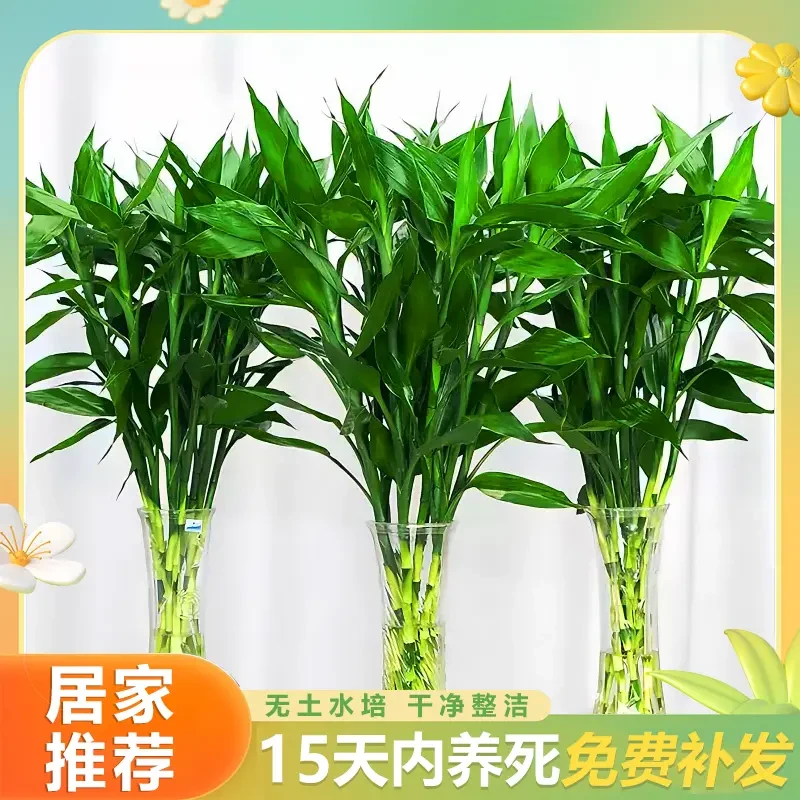 富贵竹60-70CM水培绿植花卉办公室居家客厅节节高净化空气