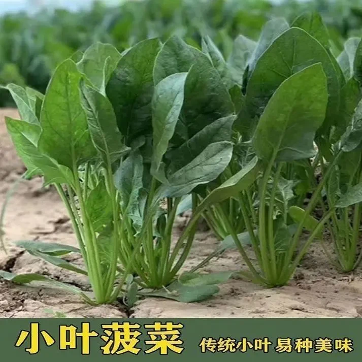 农家小叶菠菜种子非转基因老品种波菜子种耐高温四季蔬菜无籽