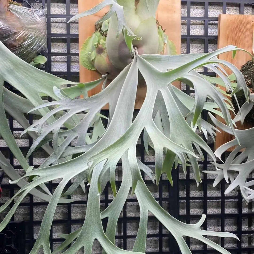 Anapat 9少见居家装饰鹿角蕨热带植物室内可上板挂墙观叶绿植