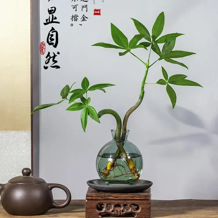 水培植物发财树奇趣造型办公室内桌面绿植招财摆件四季常青好养