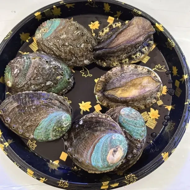鲜活大鲍鱼1只规格味道鲜美