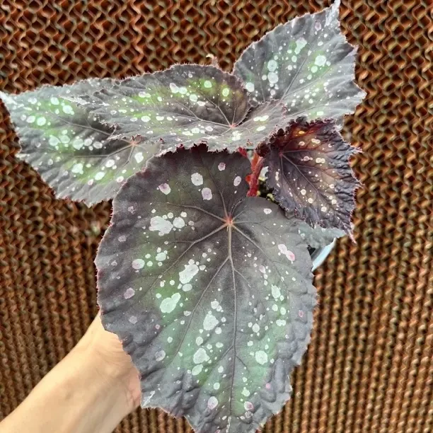 嘉顿先生蟆叶秋海棠换青山盆发货大叶斑点观叶室内耐阴绿植花卉