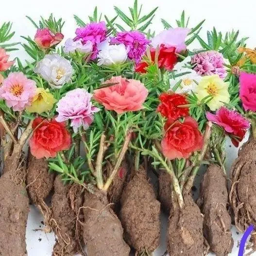 太阳花苗四季七彩盆栽花太重瓣植物枝条阳台重卉庭院室内耐晒开花