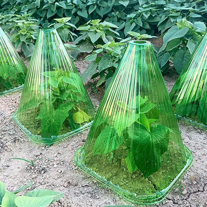 30个加厚透明育苗保护罩植物保温防鸟蔬菜种植防寒钟罩防风罩蜗牛