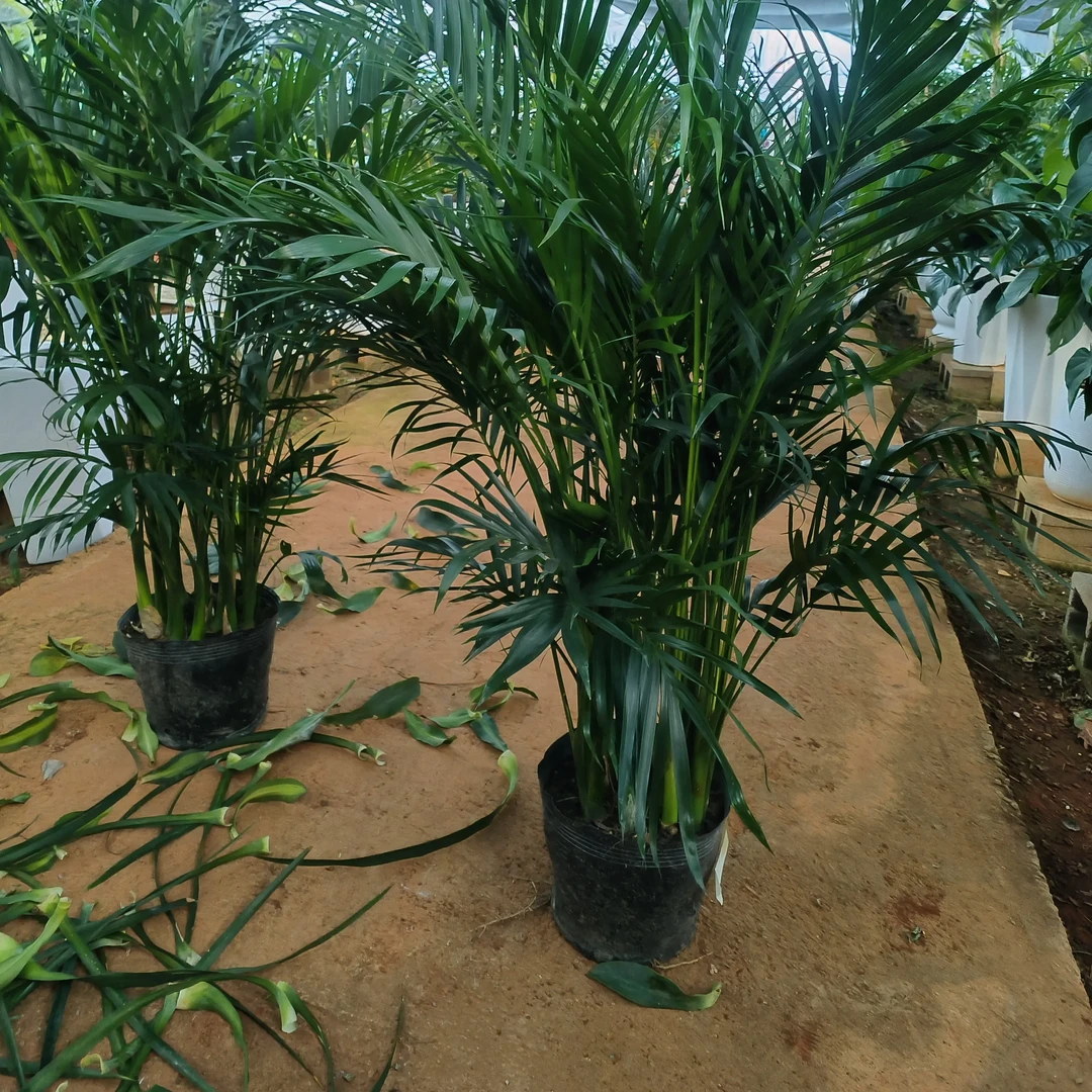 1.2 - 1.4米富贵椰子盆栽室内好养净化空气