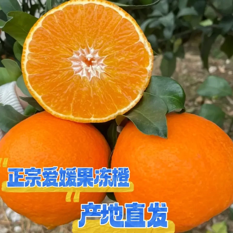 正宗四川爱媛果冻橙新鲜橙子当季水果皮薄多汁