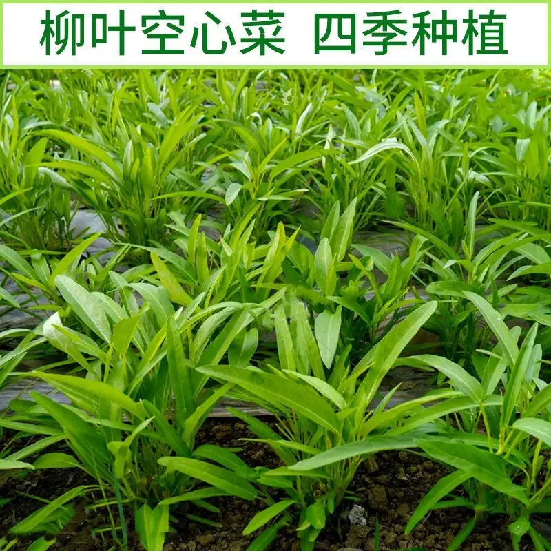 【柳叶空心菜】四季空心菜种子小叶空心菜盆栽籽四季农家蔬菜种子