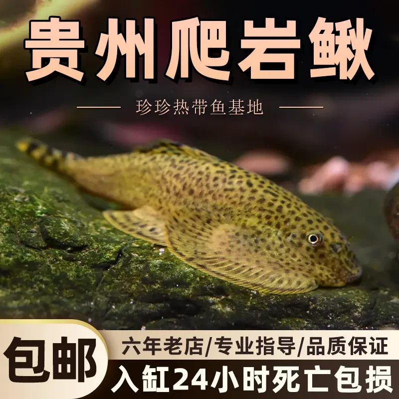 原生冷水鱼吸鳅工具鱼贵州麦氏爬岩鳅双吸盘琵琶鱼擦玻璃鱼缸除藻