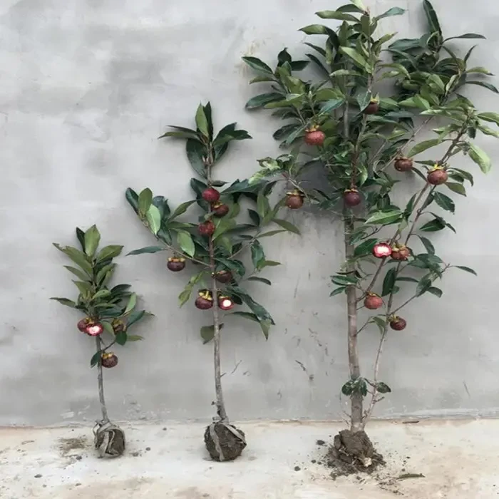 改良无籽山竹苗山竹树苗果树苗盆栽当年结果南北方种植易种好活