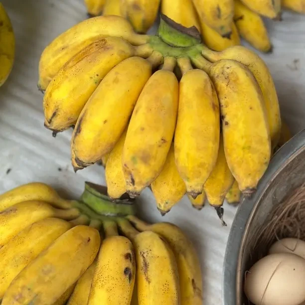 云南普洱新鲜老品种芭蕉当季水果粉糯清甜风味出众