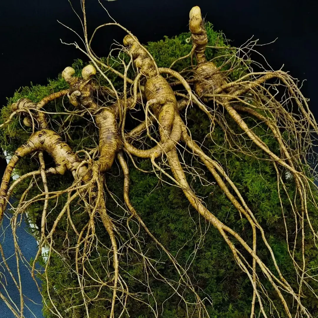 长白山新鲜林下参适合煲汤泡酒