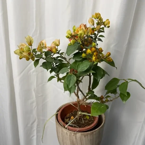 【飞鱼】三角梅勤花四季开花好养易活阳台庭院花卉绿植盆栽袋苗
