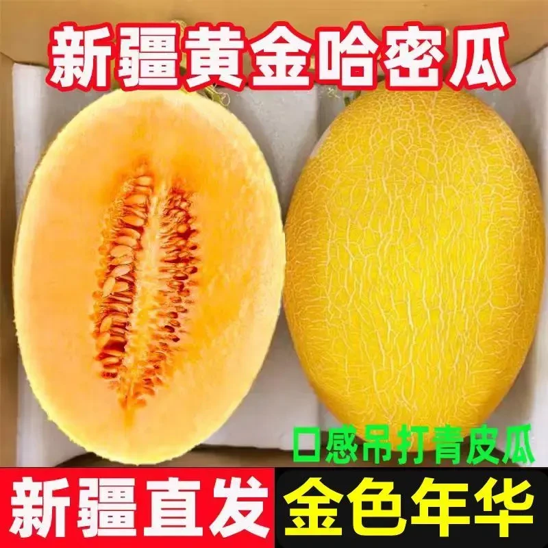 【新疆直发】正宗吐鲁番火焰山金色年华哈密瓜当季新鲜水果挚爱蜜sk
