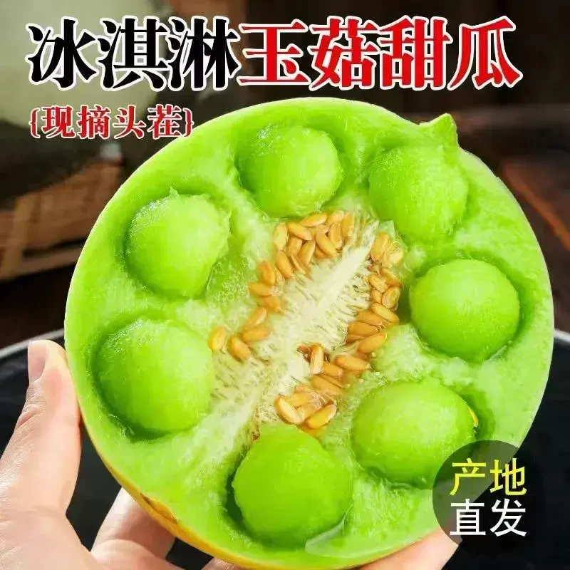 山东头茬现摘玉菇甜瓜冰淇淋甜瓜当季新鲜水果