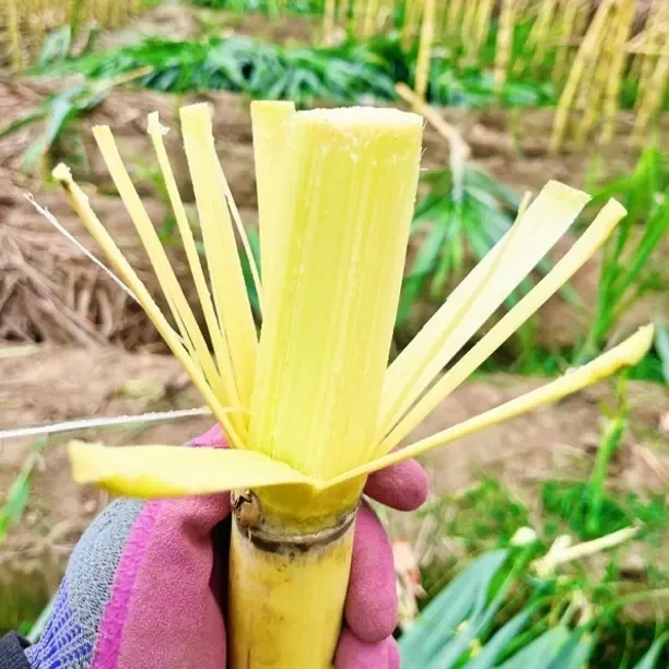 云南甘蔗新鲜现砍清甜多汁当季应季水果甘蔗新鲜脆甜