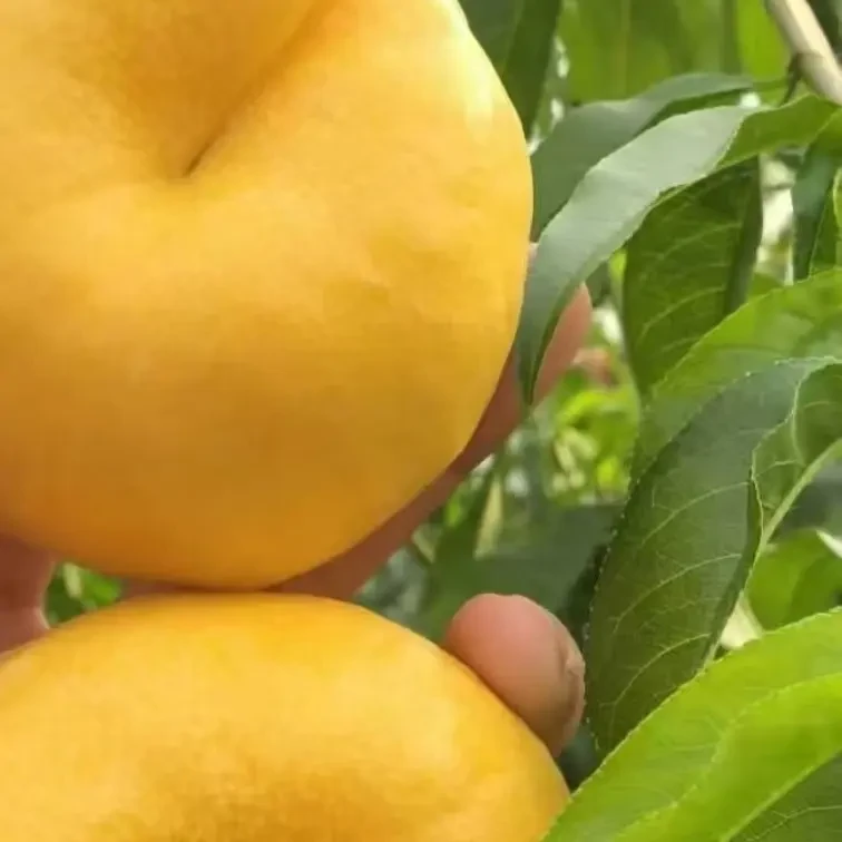 金玉油蟠黄肉油蟠桃树苗水果树苗南北方均可种植果树果苗顺丰包邮