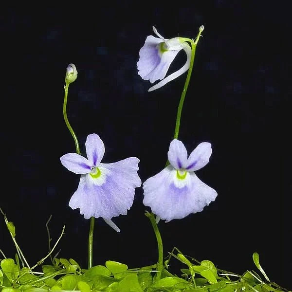 【小蓝兔狸藻】食虫植物趣味室内绿植花卉办公室盆栽好养
