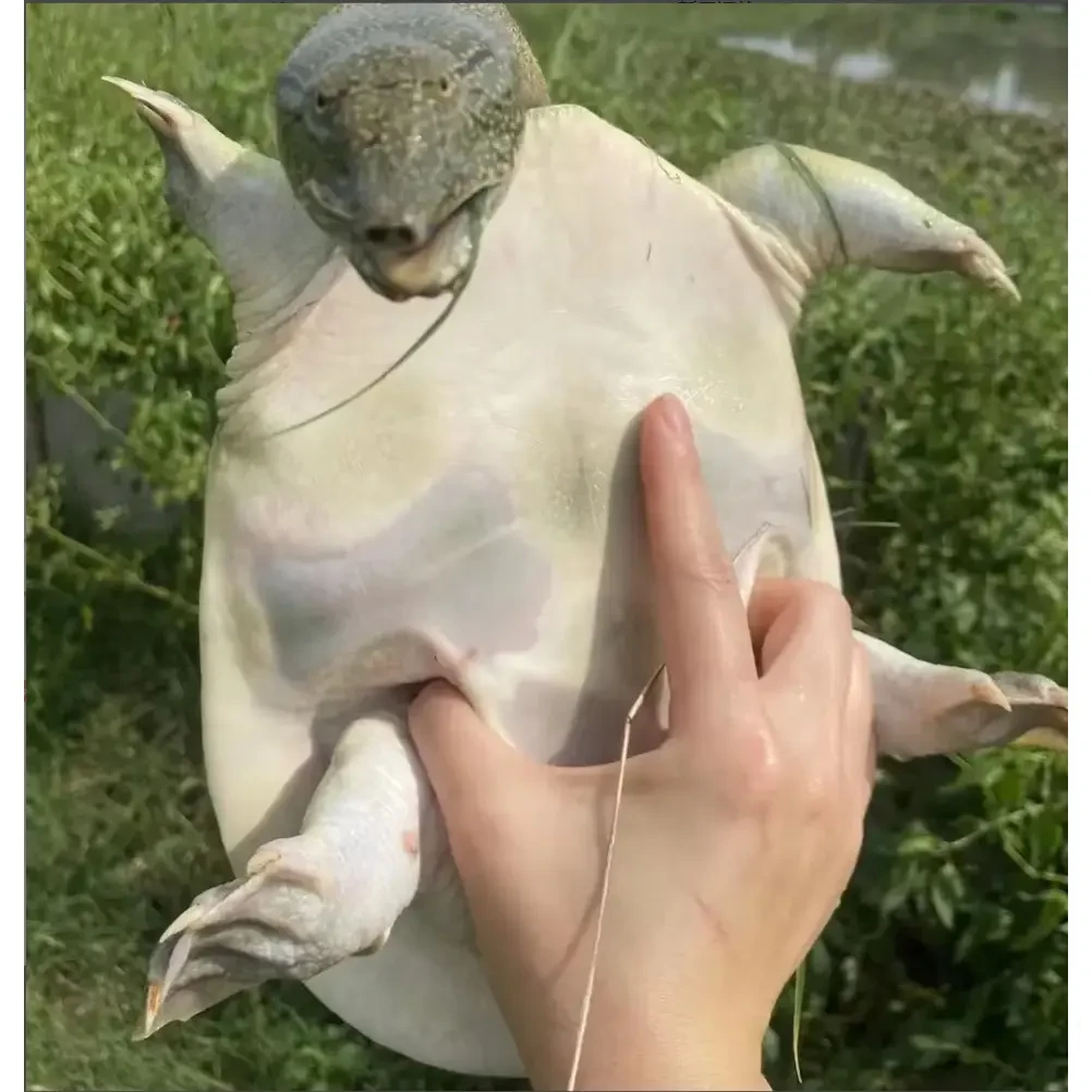 鲜活2只5-6斤青黑花背老甲鱼老鳖水鱼王八 包活到家