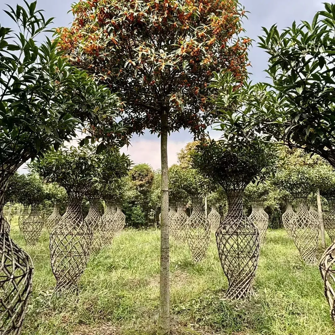 四季常青花香浓郁的桂花盆栽绿植