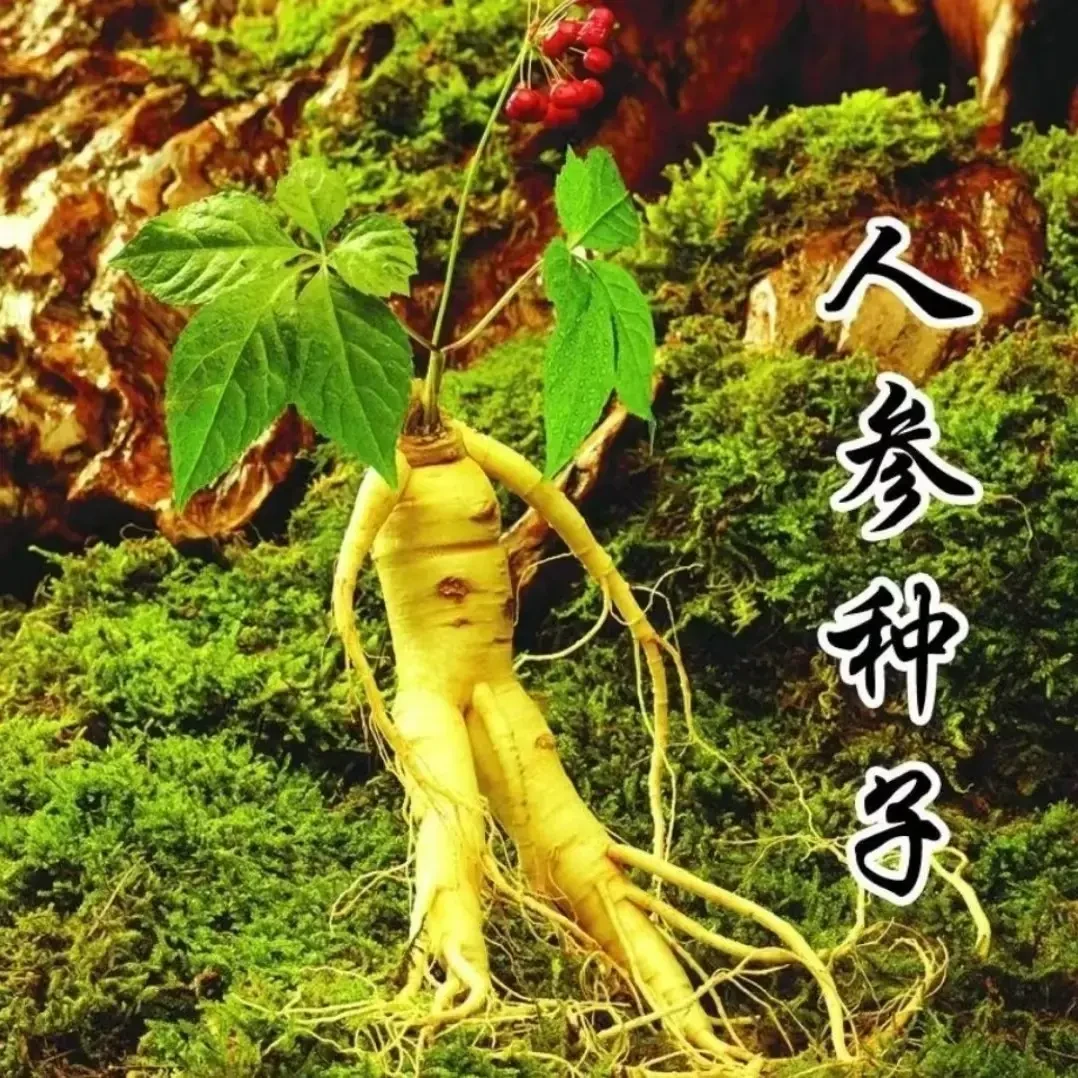 千年人参种子新手阳台小院四季均可种植浇水观赏