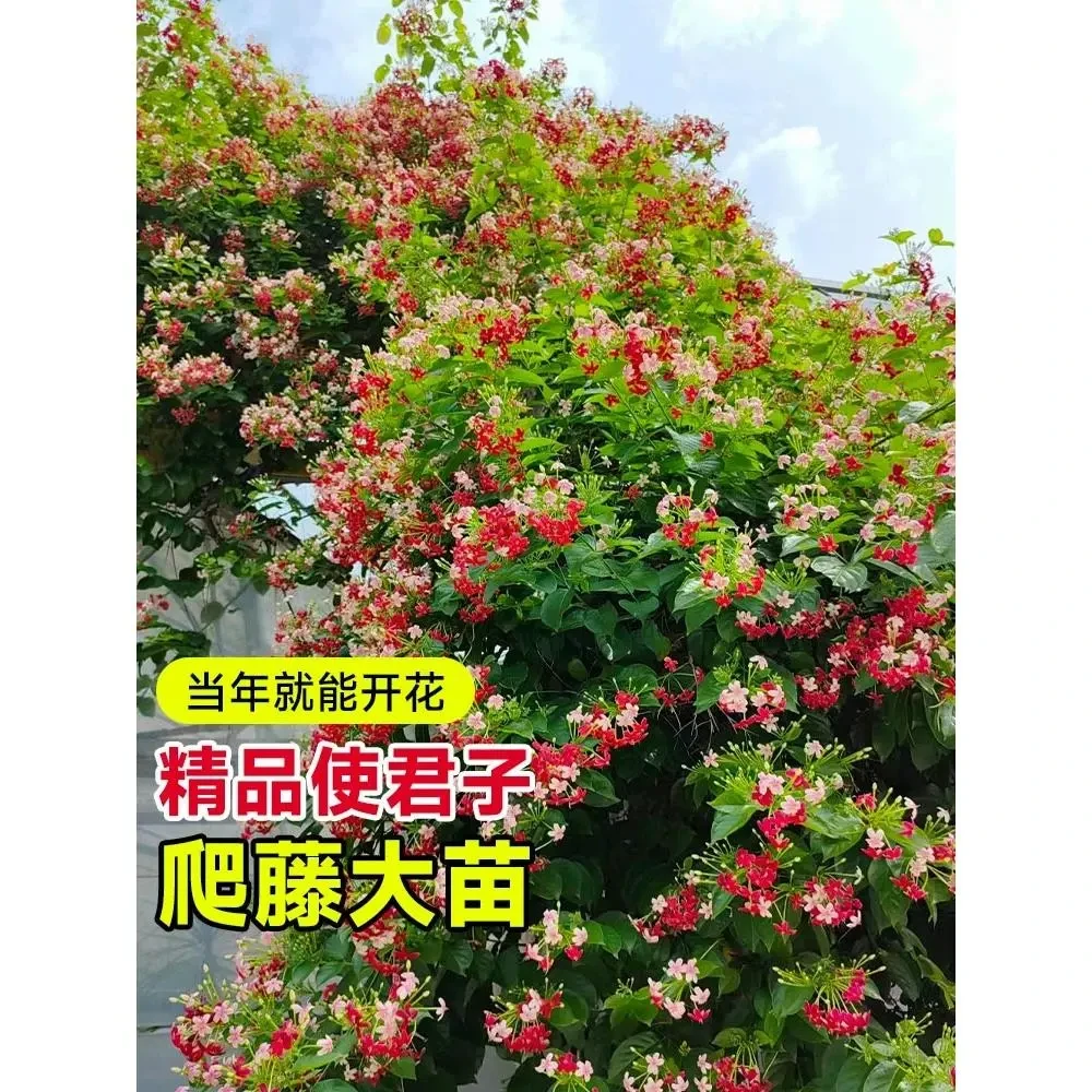 使君子爬藤植物大花苗单瓣重瓣水君子庭院阳台耐热花卉绿植驱蚊