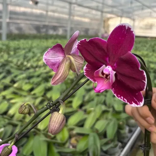 植得【3.5寸天后一号】蝴蝶兰返祖带花带花苞
